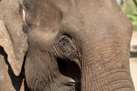 Asian elephant in Laosの写真素材