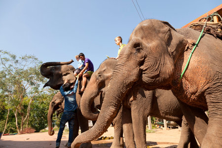 Tourists travelling on top of elephants in Luang Prabang province of Laos.のeditorial素材