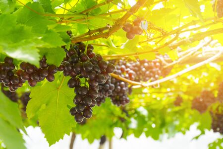 grapes in vineyard on a sunny dayの写真素材