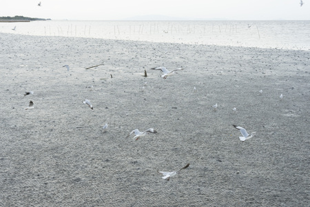 group of seagulls flying over mangroveの写真素材