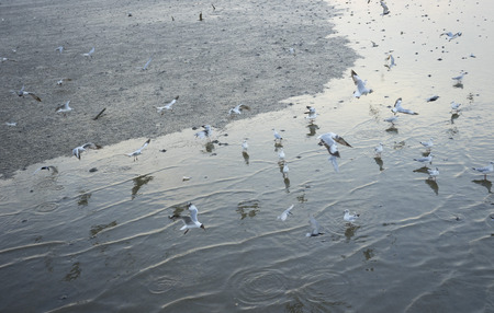 group of seagulls flying over mangroveの写真素材