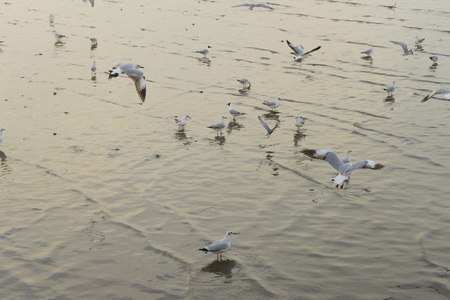 group of seagulls flying over mangroveの写真素材