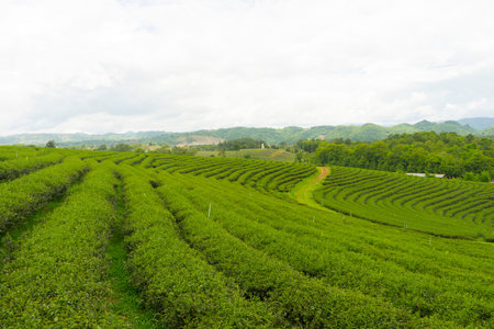 Green tea farm with blue sky backgroundの写真素材