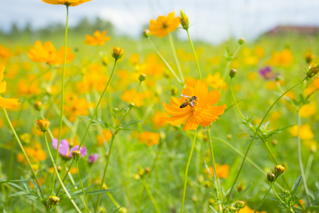 Beautiful blooming yellow flowers in the gardenの写真素材