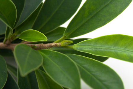 green leave on whiteの写真素材