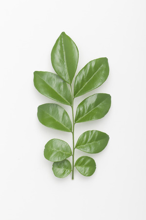 green leave on whiteの写真素材