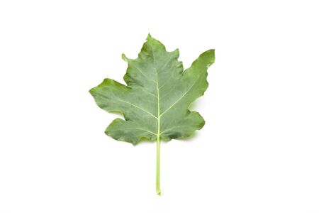 green leave on whiteの写真素材