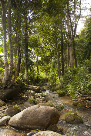 stream in the heart of the green forestの写真素材