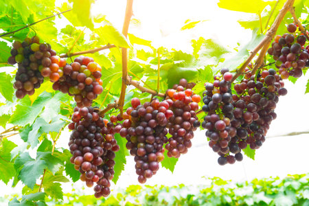 Red ripe grapes in garden