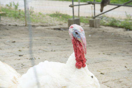 Home turkey Meleagris gallopavo Linnaeusの写真素材