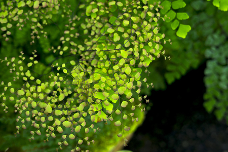 Fern leaf with water drops close-up rich green colorの写真素材