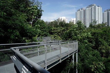 Tree top forest walk over tropical rainforest during Southern Ridges trail in Singaporeのeditorial素材