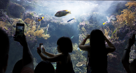 Silhouettes of people against a big aquarium. Tourist looking fish in aquarium.の写真素材