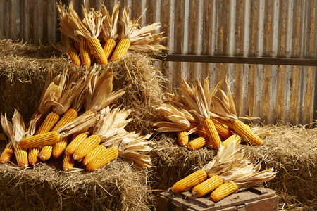 Dried corn on cobs on the straw in the barnの写真素材