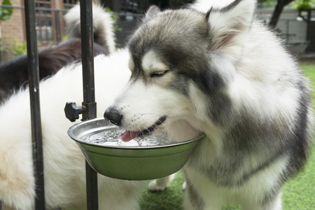 Siberian Husky having a refreshing drink of waterの写真素材