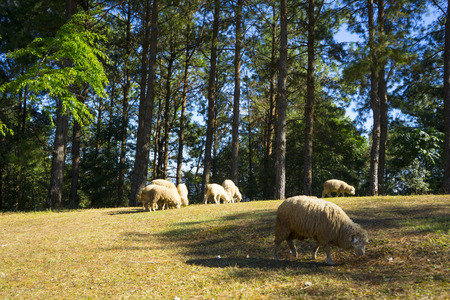 Sheep graze in the hillsの写真素材