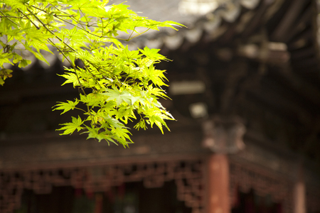 autumn leave in Chinese templeの写真素材
