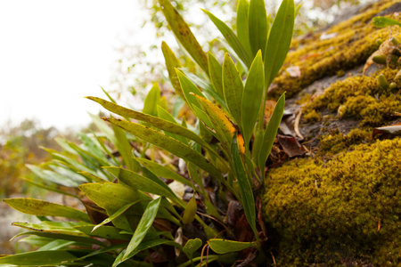 Moss-covered stone. Beautiful moss and lichen covered stone. Bright green moss Background textured in nature.の写真素材