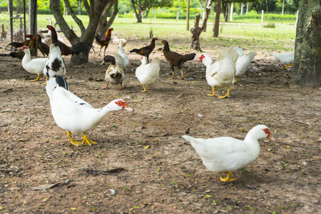 Flock of musky duck in a farm.の写真素材