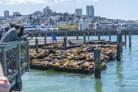 Crowded of Seal (sea Lions) at the Pier 39 of San Francisco,CAの写真素材