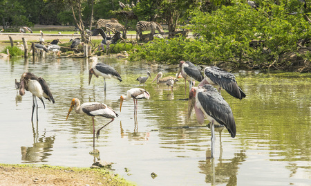 Marabou Stork standing on the pondの写真素材