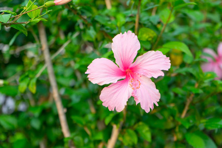 Vivid pink hibicus is blooming in garden on nature background