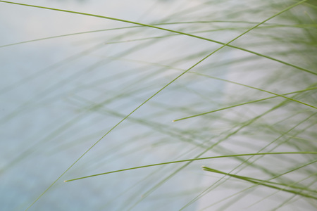 beautiful green grass by the poolの写真素材