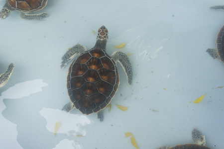 A small sea turtle in a farmの写真素材