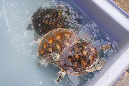 A small sea turtle in a farm