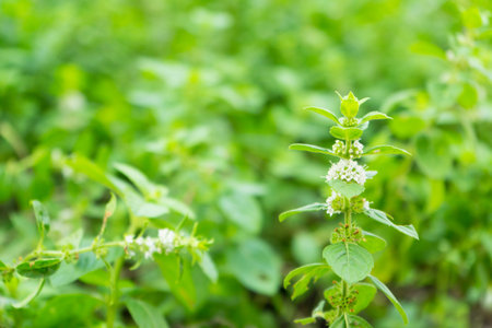 Fresh sweet basil. Aromatic culinary herbs basil.