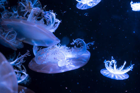 Jellyfish in aquarium