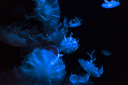 Jellyfish in aquariumの写真素材