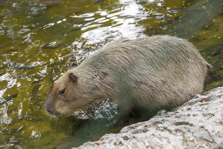 capybaras playing in the pondの写真素材