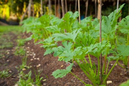 Woman asia plant vegetables gardening at The backyard.の写真素材