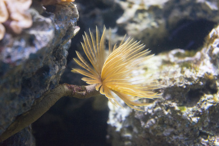 Beautiful sea anemone Condylactis gigantea in aquarium.の写真素材