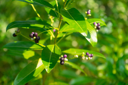Cestrum diurnum (King of the day, Day Cestrum, Day-blooming Jessamine, Din ka Raja) with white...