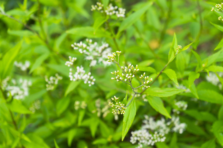 Eupatorium fortunei Turcz. white small flowers in natureの写真素材