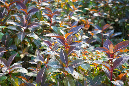 Caricature plant or Graptophyllum pictum in garden