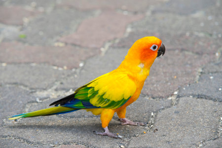 Beautiful Sun Conure Parrot bird