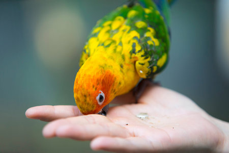 Beautiful Sun Conure Parrot bird