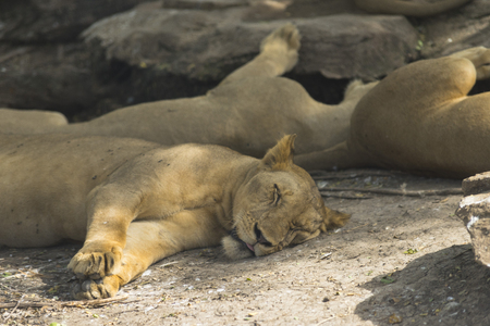 A lion is sleeping on the tree in the jungleの写真素材