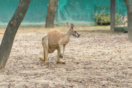 kangaroo is standing in the middle of a paddock