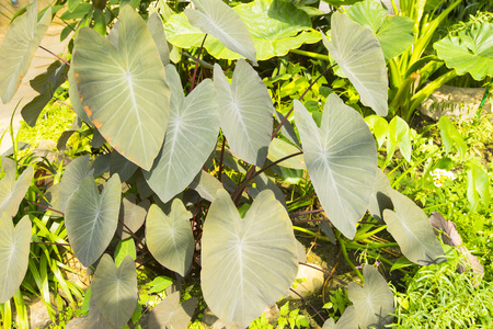 Alocasia macrorrhizos is a species of flowering plant in the arum family, Araceaeの写真素材
