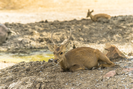 group of wild dear in the zoo ,Thailand.の写真素材