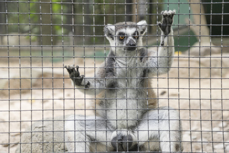 Ring-tailed Lemur (Lemur catta) in the zooの写真素材
