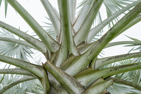 close up pattern of Blue Latan Palm leaveの写真素材