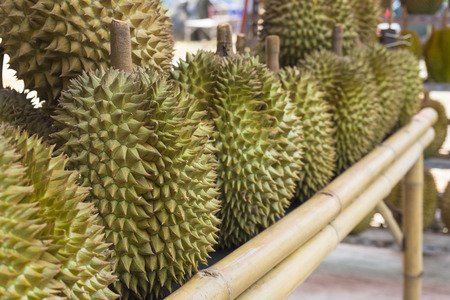 Fresh durian fruit from the durian garden for sale in the local market  of Thailand.の写真素材