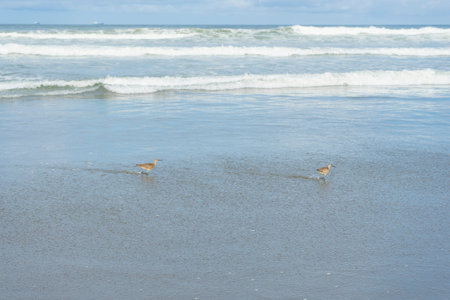 Ocean Beach State Beach, San Francisco, CA