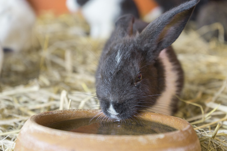 New Zealand Rabbit in a farmの写真素材