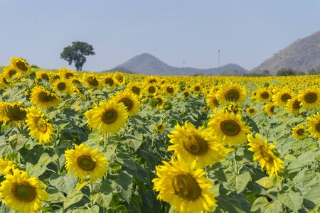 Close up of sunflowers field and landscape with blue sky.の写真素材